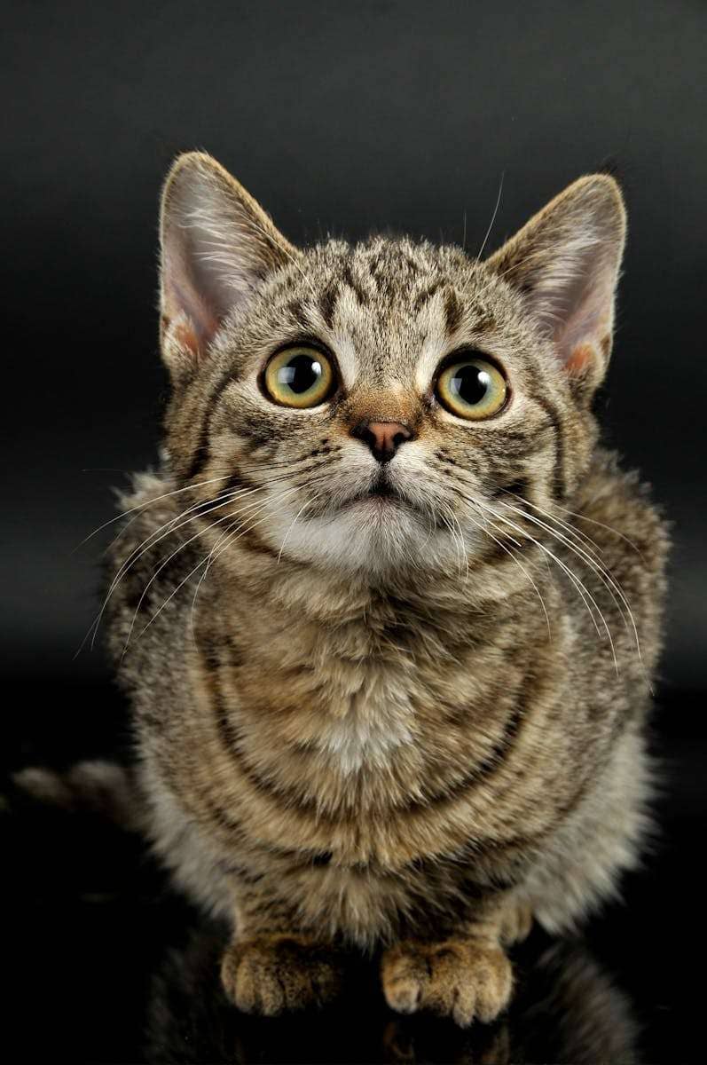 Selective Focus Photography of Black Cat